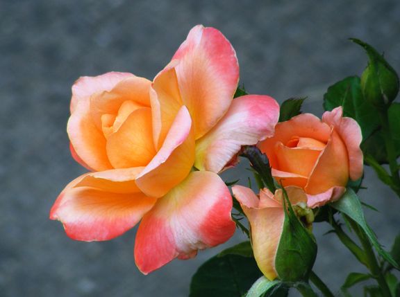 English Sonnet photo es2013_06240011_zpscd323d10.jpg